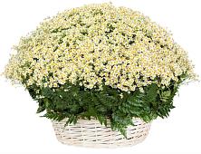 Цветочная композиция из Ромашки в корзине #REPLACE_PRED# Ерново